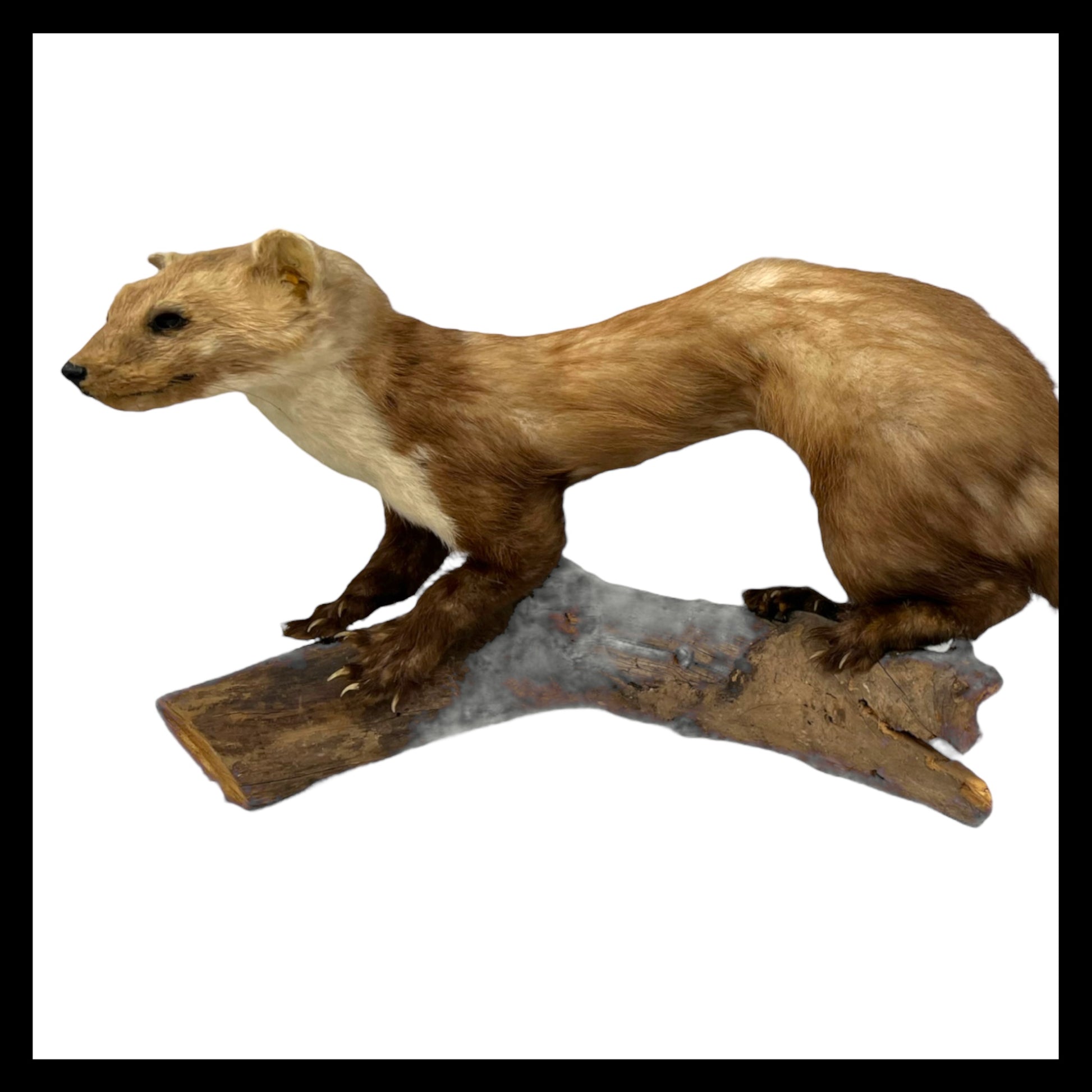 French taxidermy pine marten with a wooden branch mount for sale by All Things French Store