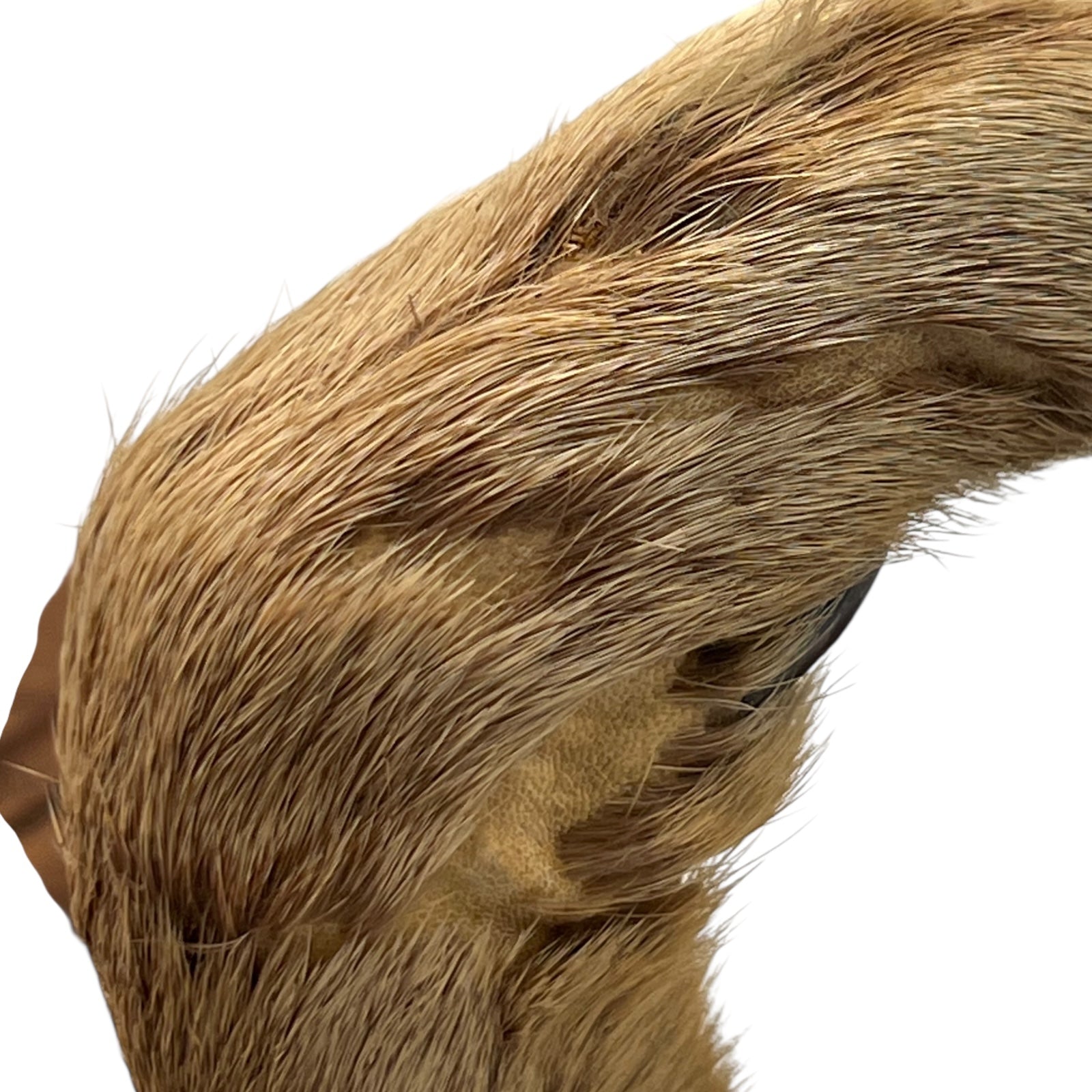 close up of a pair of wooden deer antler mounts with fur on a white background
