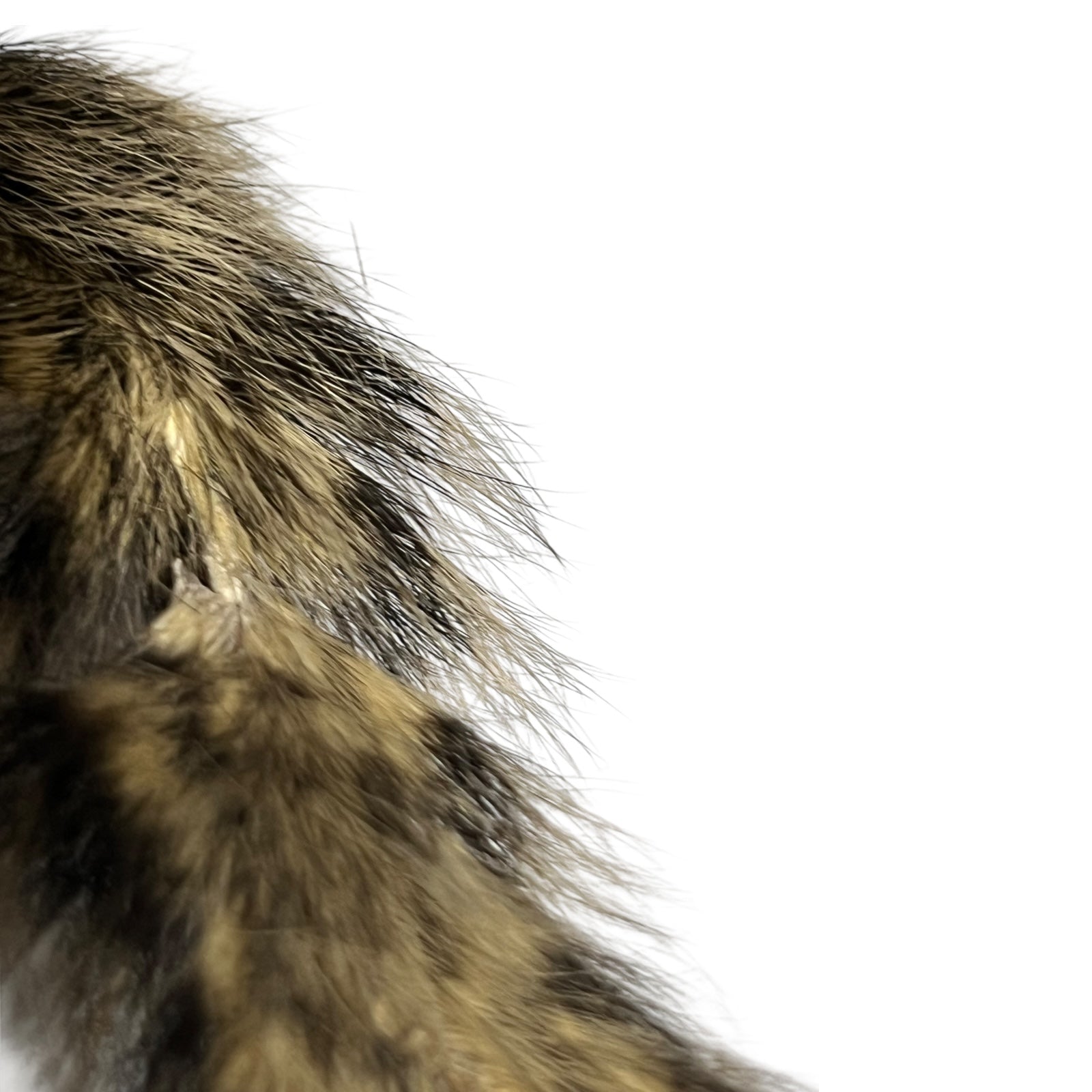 taxidermy chipmunk image of tail end