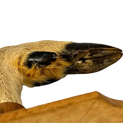 Close up of deer hoof hooks on wooden mounts on a white background
