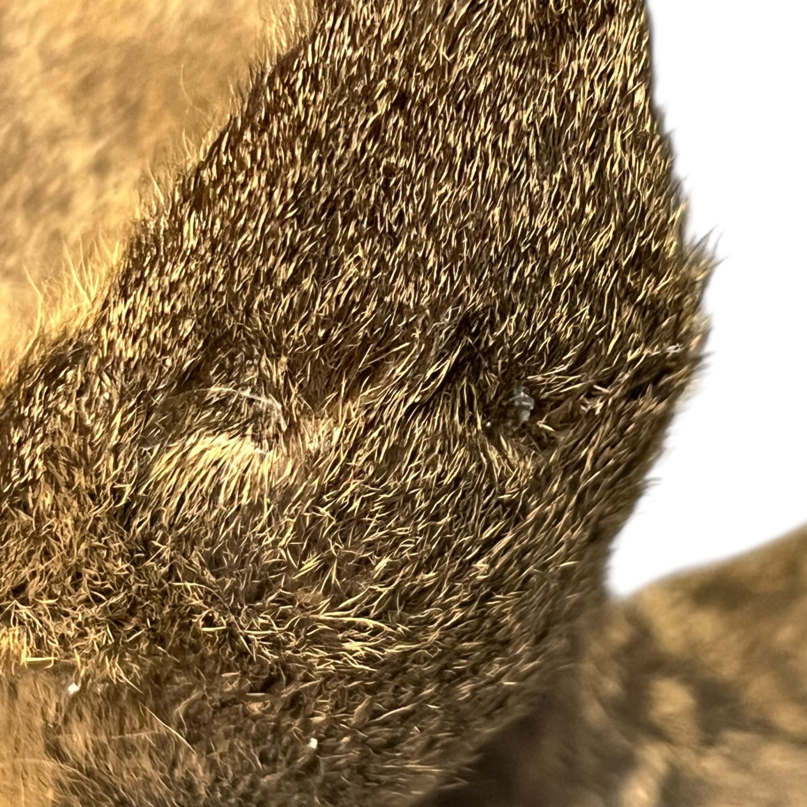 Close-up of a taxidermy deer head on a white background