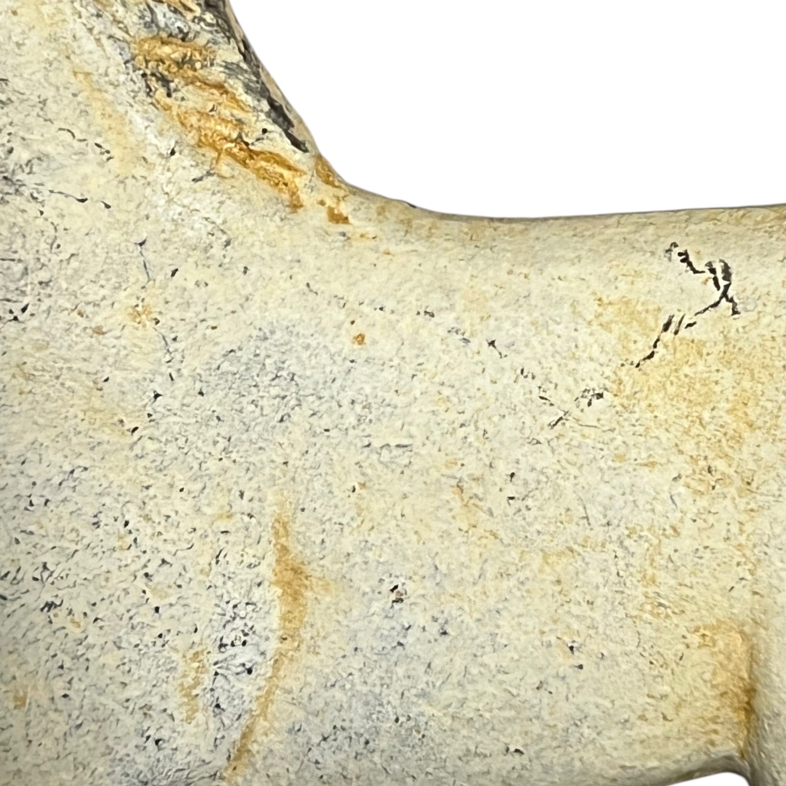 A close-up of a textured bone or antler fragment in pale beige and cream tones with yellowish staining and dark speckles, shown against a white background.