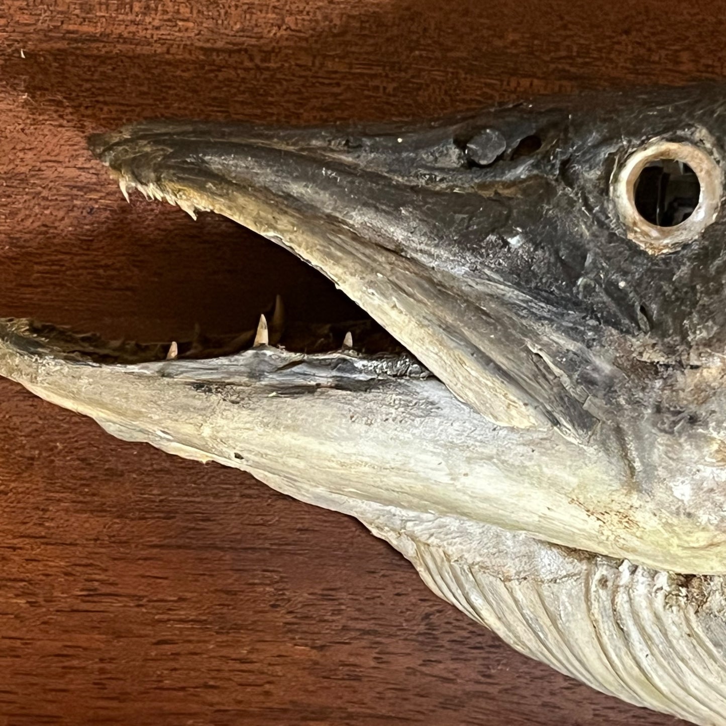 Vintage Taxidermy Fish, Large French Mounted Full Body Stuffed Pike