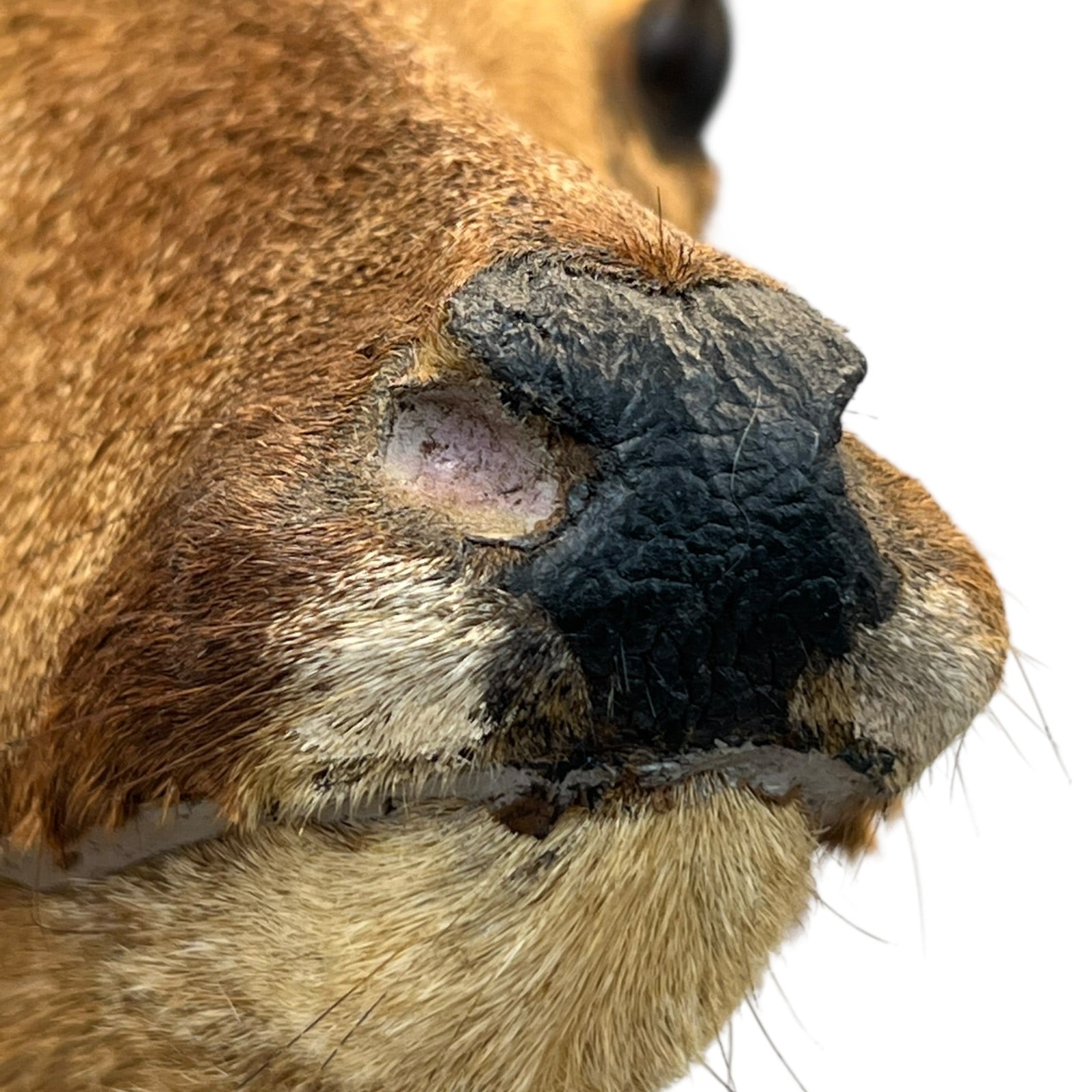Close-up of a taxidermy deer head on a white background