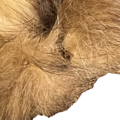 close up of a taxidermy wildlife small animal on a white background