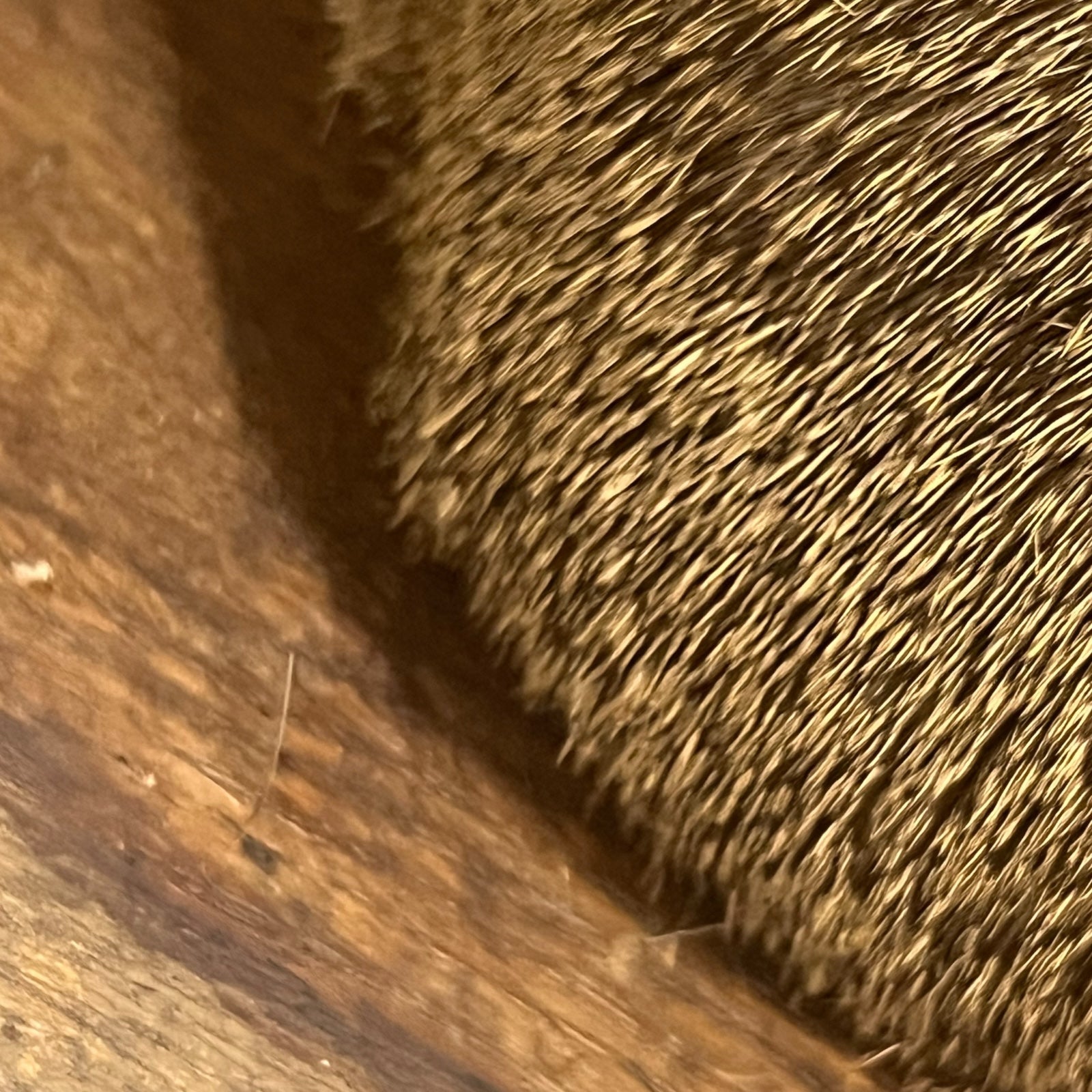 Close-up of a taxidermy deer head on a white background