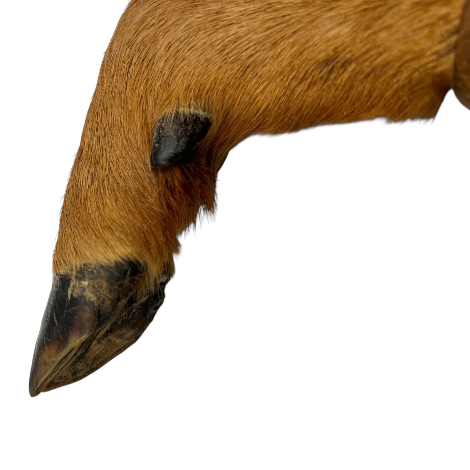 Two wooden wall-mounted deer hooves decorations on a plain wall.