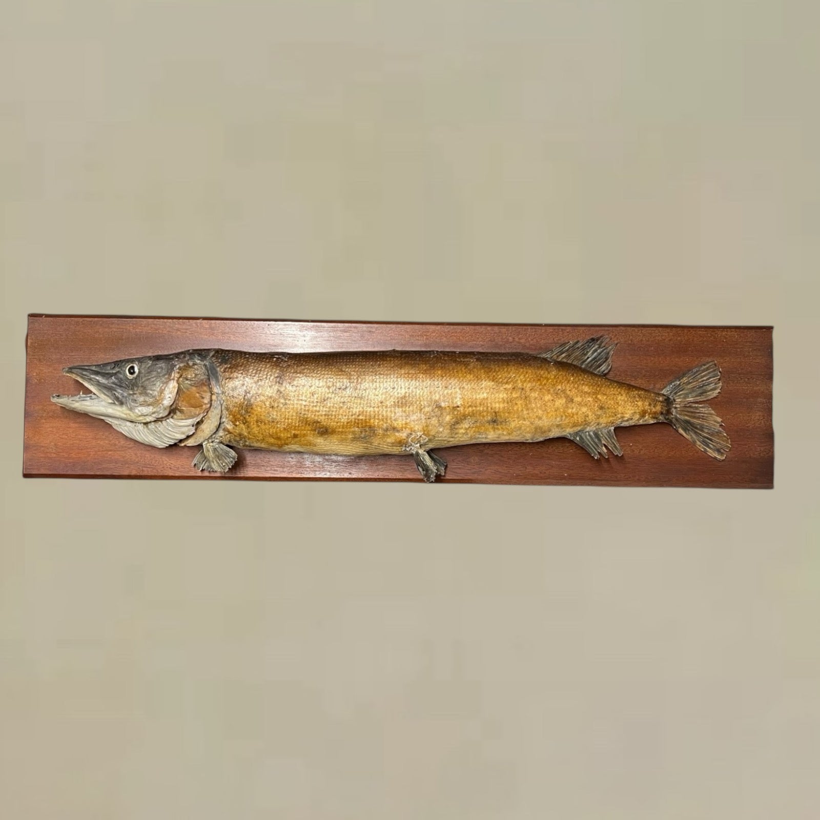 Vintage Taxidermy Fish, Large French Mounted Full Body Stuffed Pike for sale from All Things French Store 