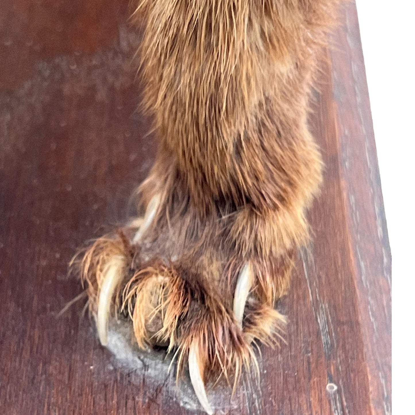 French Vintage Taxidermy Stuffed Animal, Weasel Pole Cat Pine Marten, Stoat 