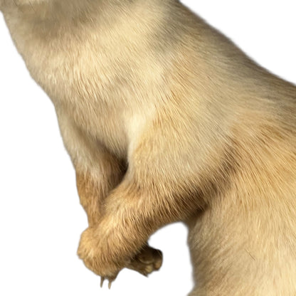 Close-up of a pine marten on a white background