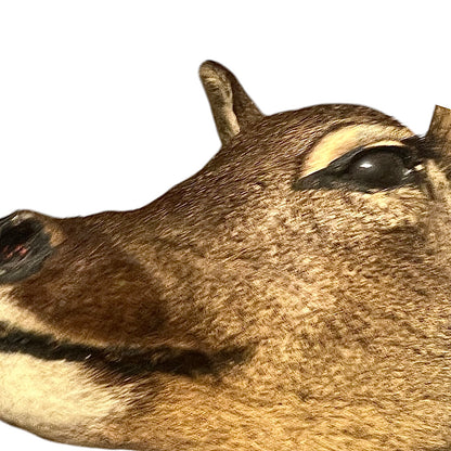 Vintage French Roe Deer Doe Taxidermy Head – Wooden Shield Wall Mount