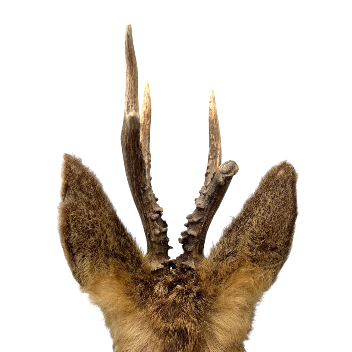 Deer antlers with fur on a white background