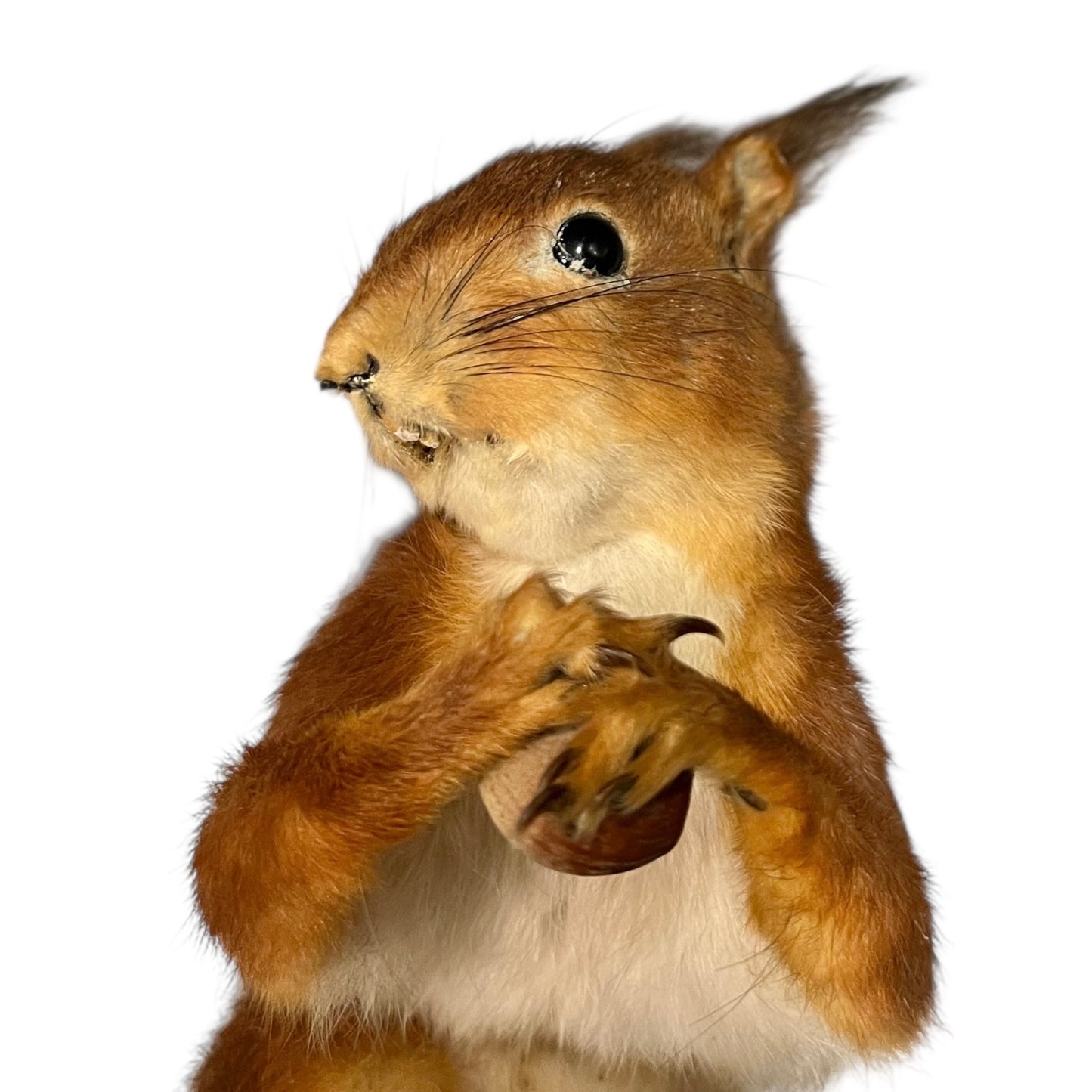 Red squirrel holding a nut on a white background