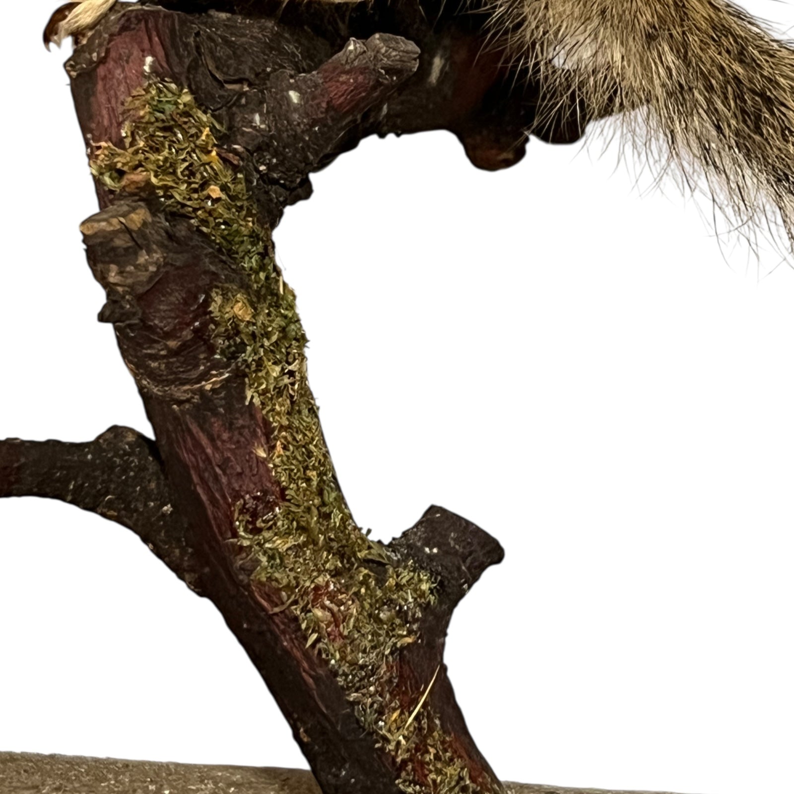 taxidermy chipmunk image of twig mount