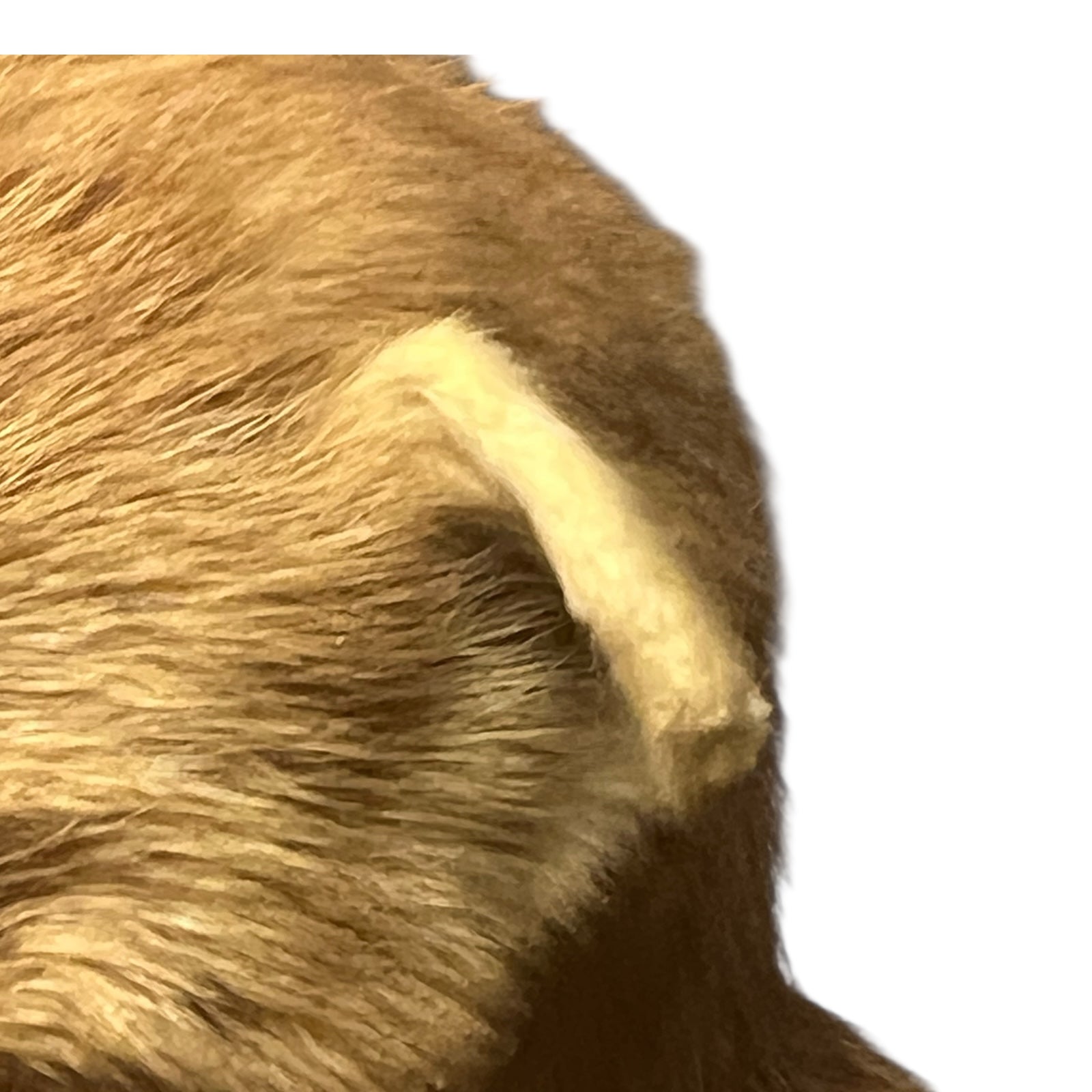 Close-up of a taxidermy small animal with a white background