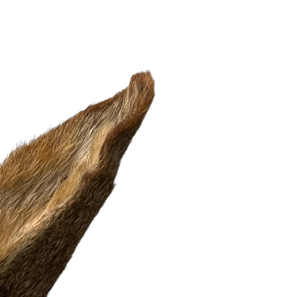 Close-up of a taxidermy deer head on a white background