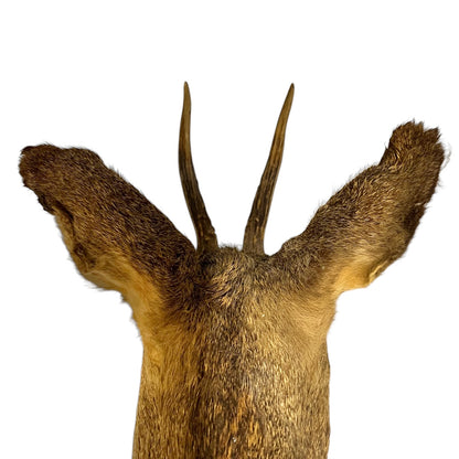 French Taxidermy Deer Head – Vintage Mounted Deer Specimen with Antlers