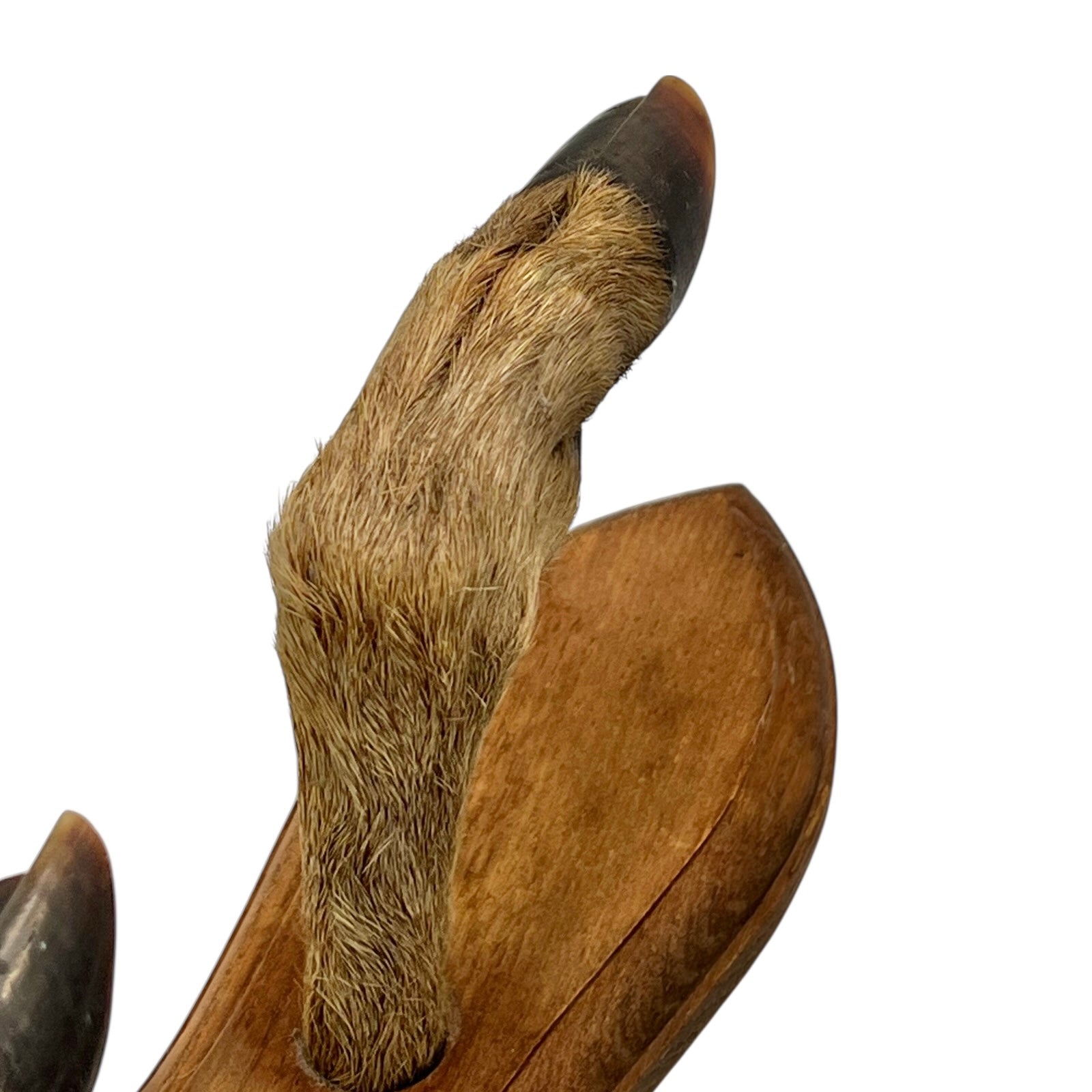 Close up of taxidermy deer hooves on a wooden mount on a white background