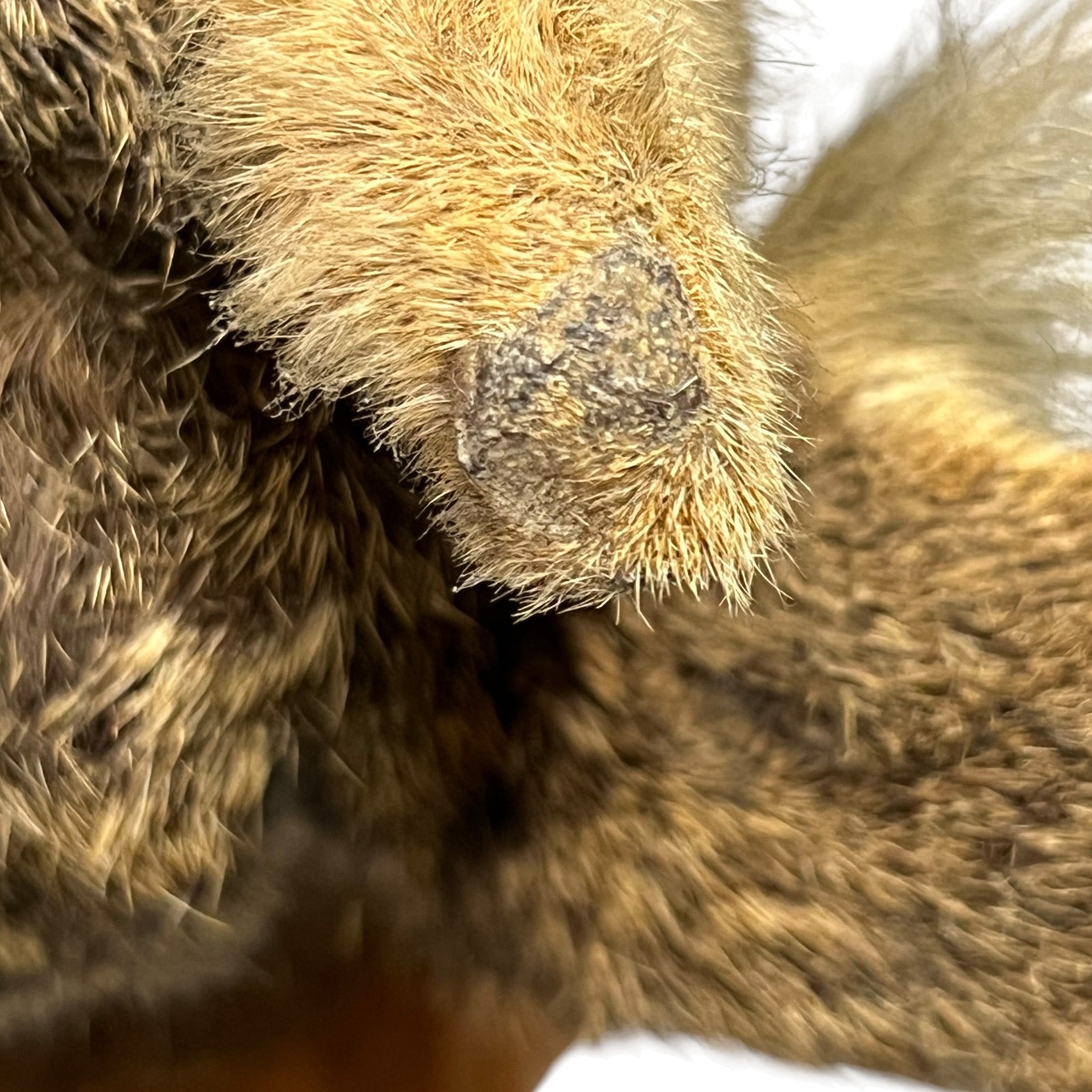 Extreme close-up of a brown and tan furry animal paw or foot with a dark gray textured pad, shown against a white background.