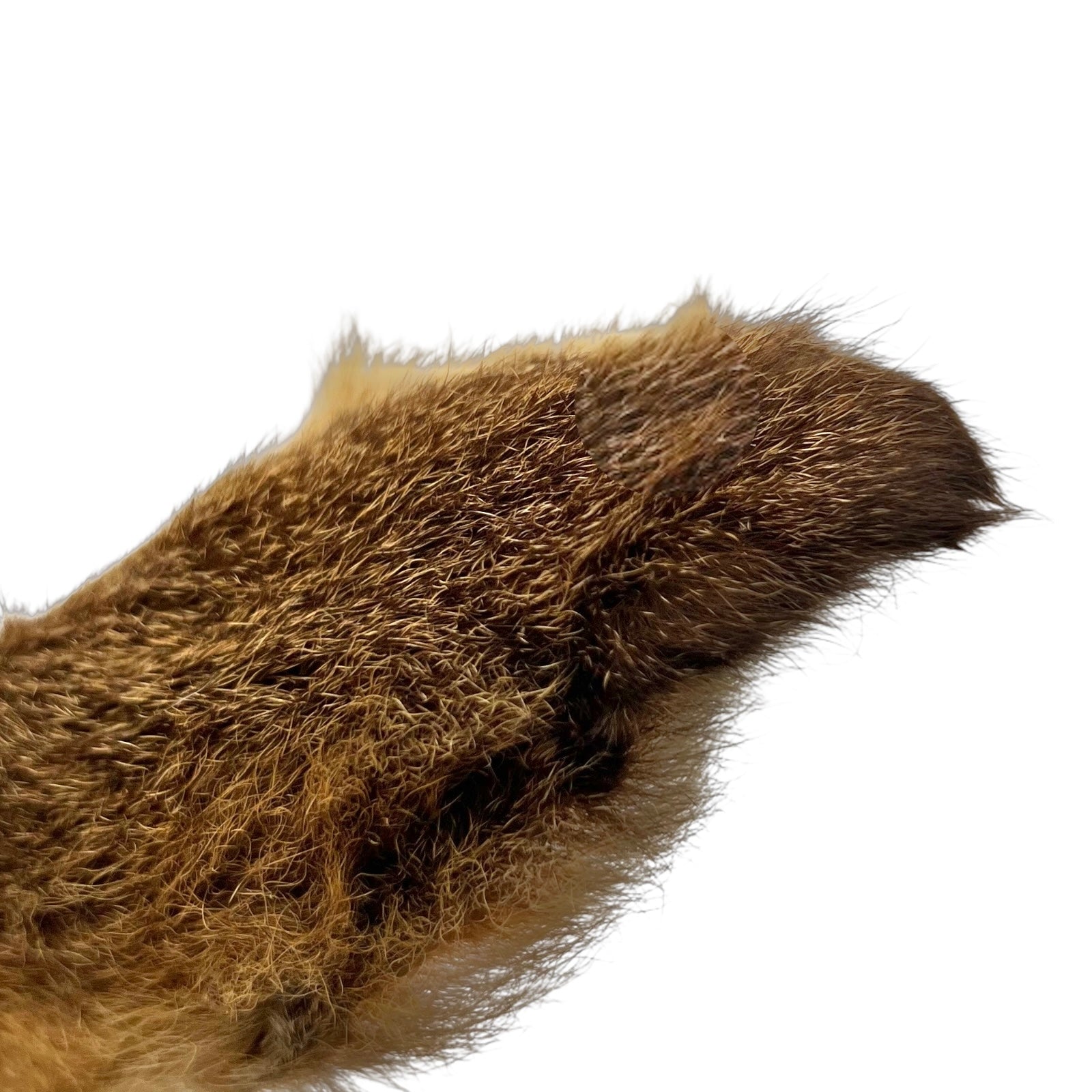 Close-up of a deer ear on a white background