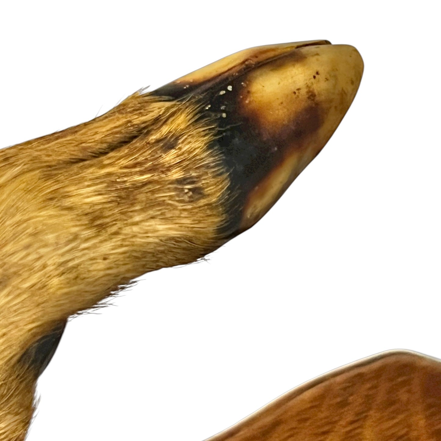 close up of deer hooves on a white background