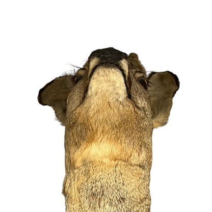 Close-up of a taxidermy deer head against a plain white background.