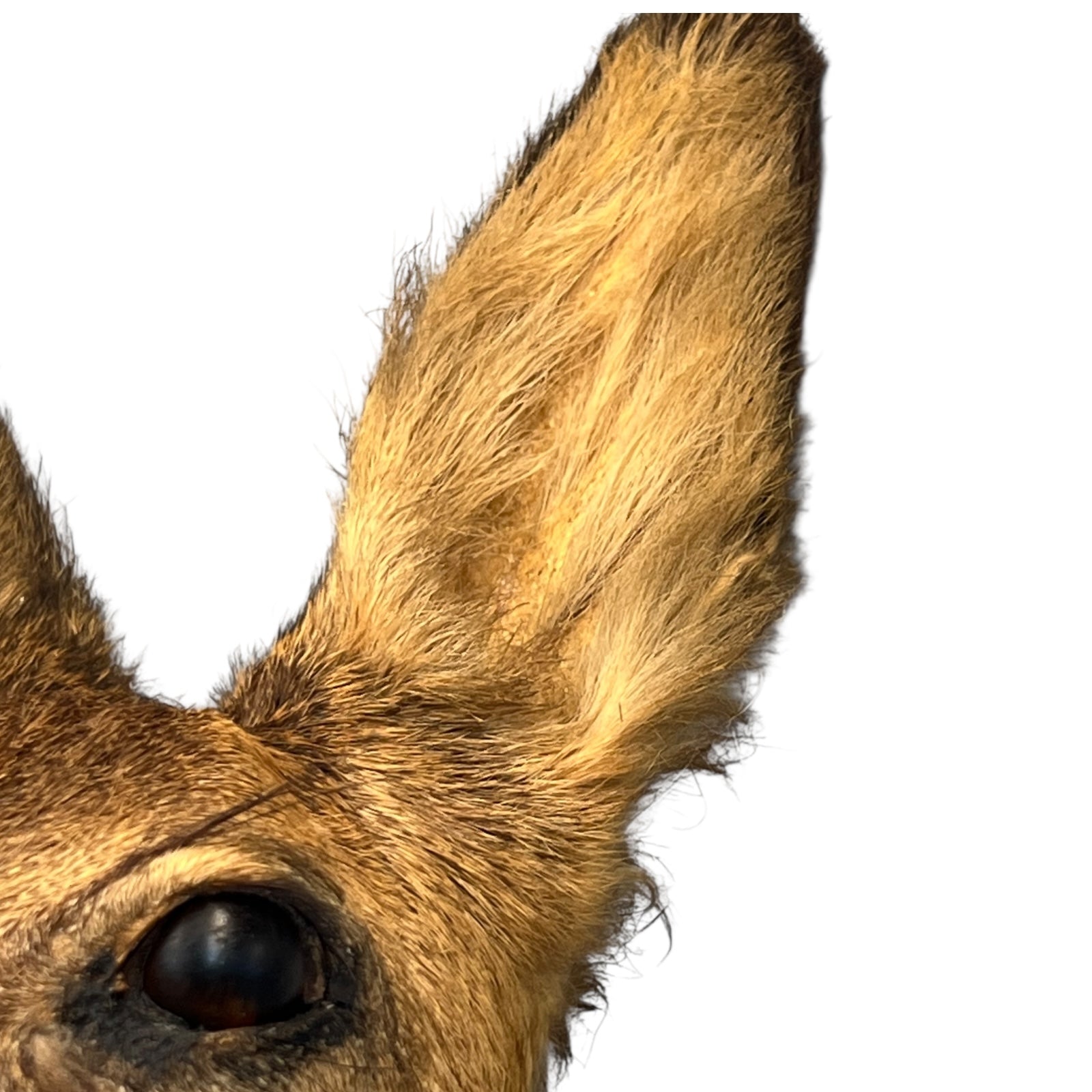Close-up of a deer's ear and eye on a white background