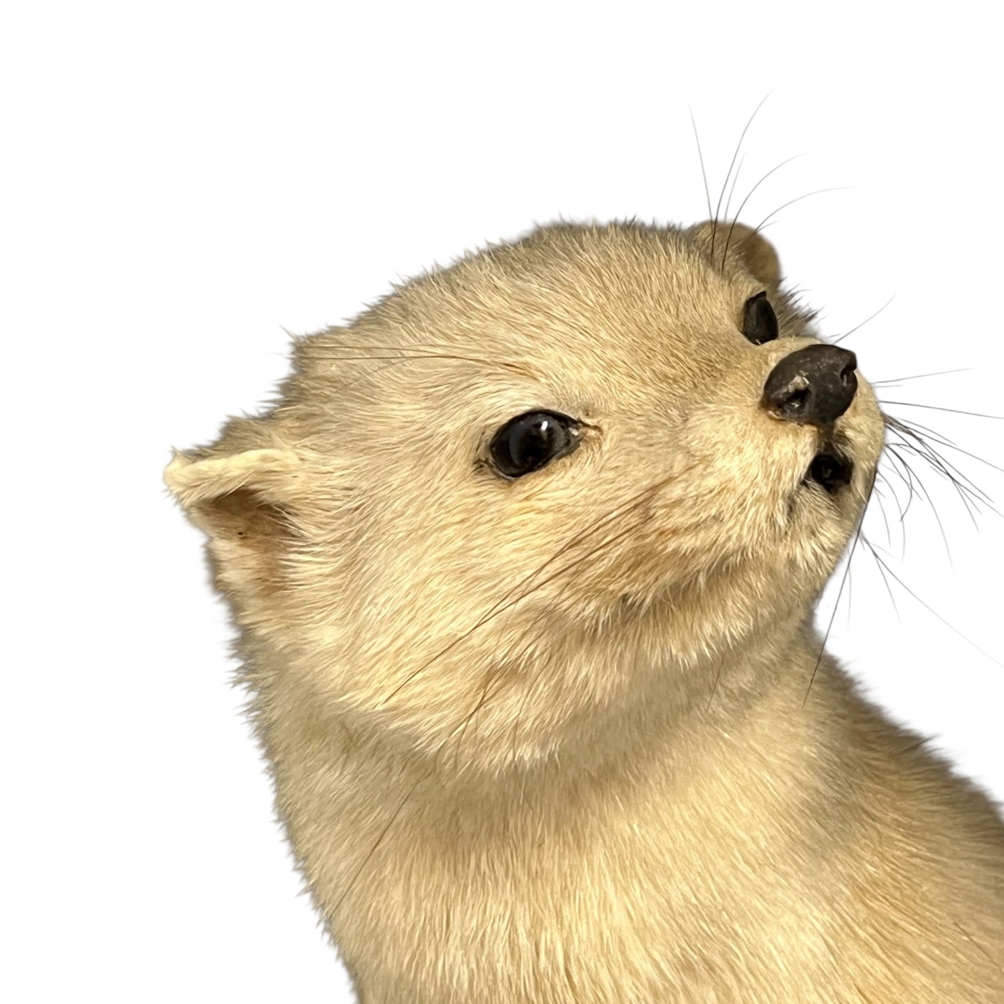 Close-up of a pine marten on a white background