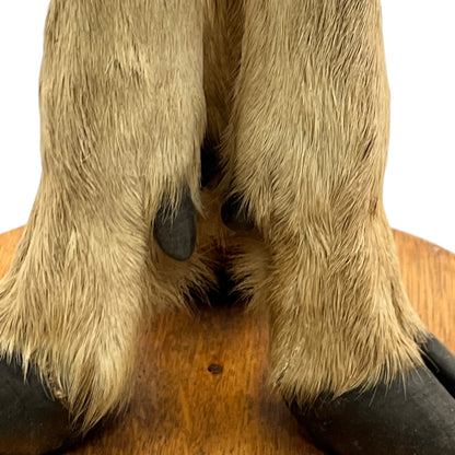 close up image of taxidermy stand