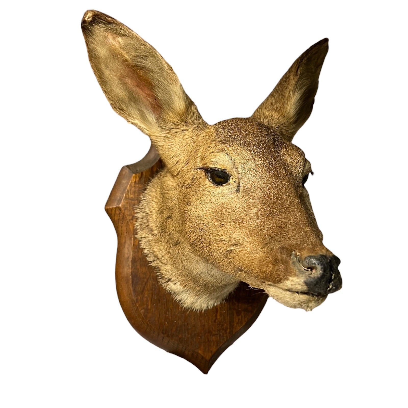 A taxidermy deer head mount on a wooden plaque, shown in profile against a plain white background.