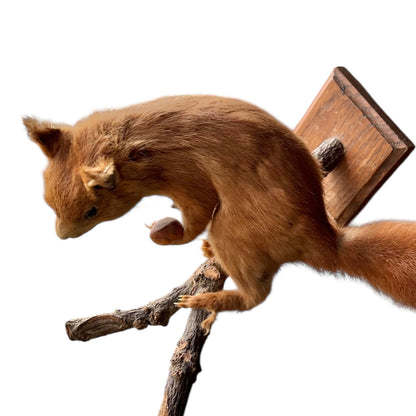 Close-up of a red squirrel on a white background