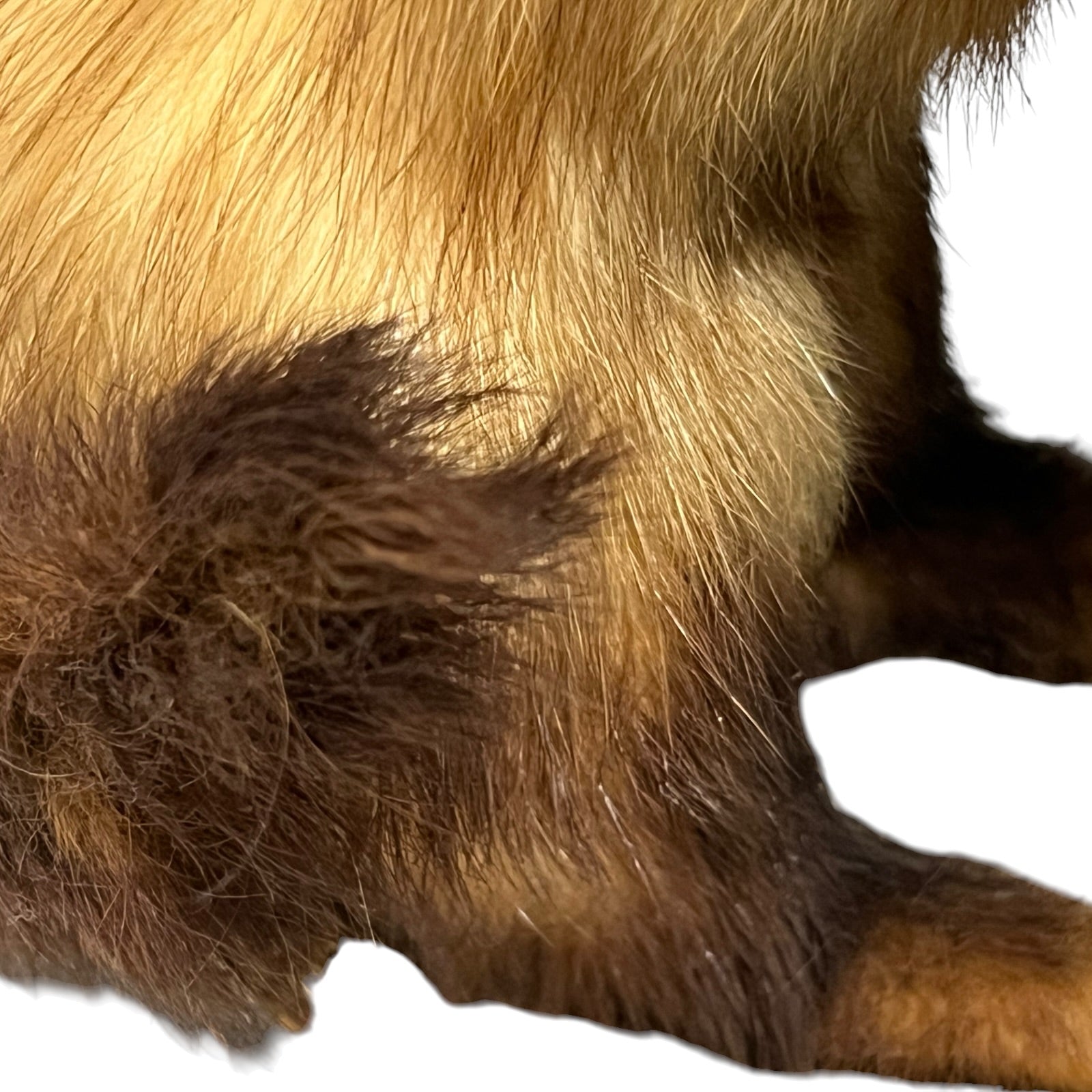 close up of a taxidermy wildlife small animal on a white background