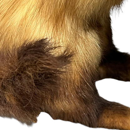 close up of a taxidermy wildlife small animal on a white background