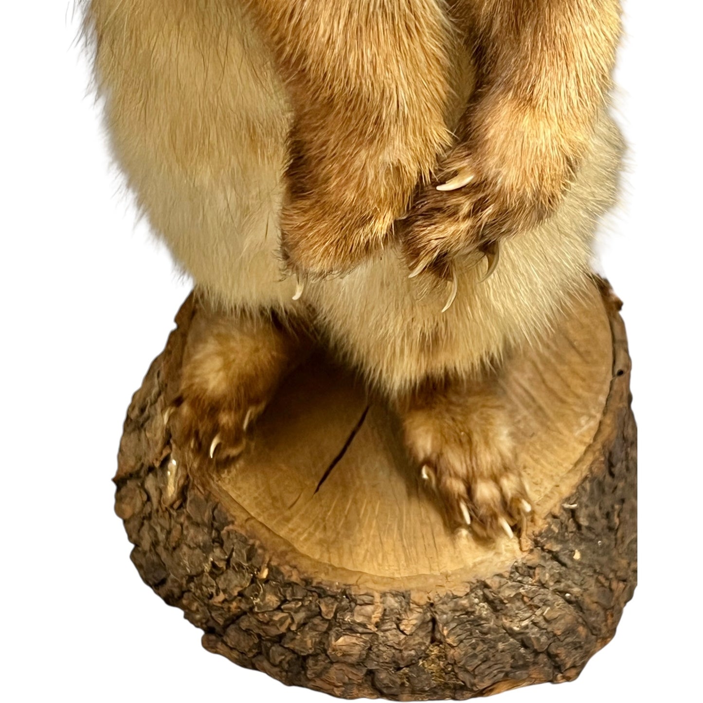 Close-up of a pine marten on a white background