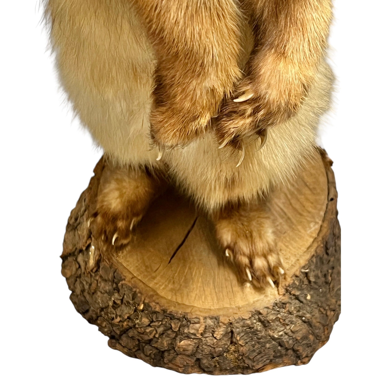 Close-up of a pine marten on a white background