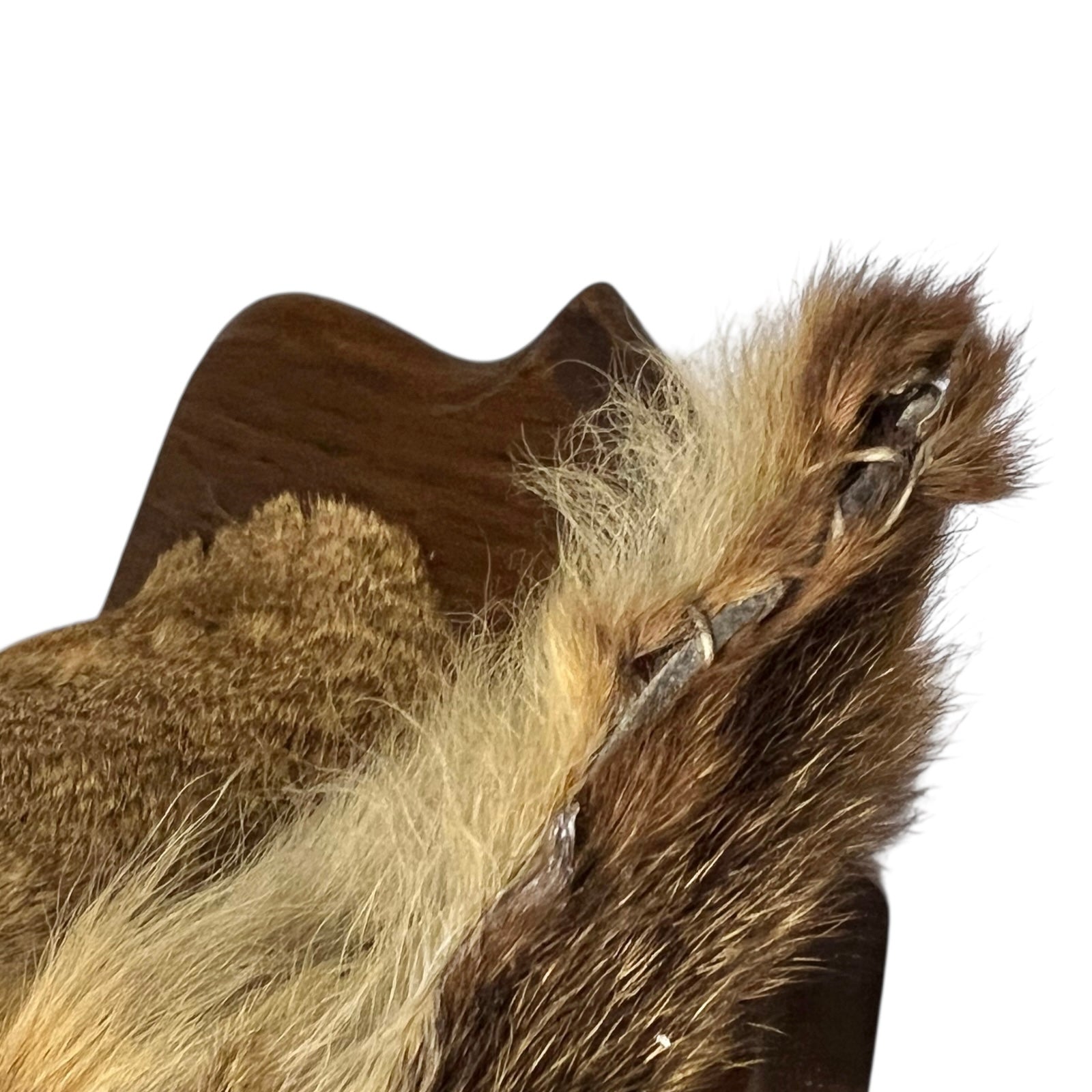Close up of deer taxidermy ear