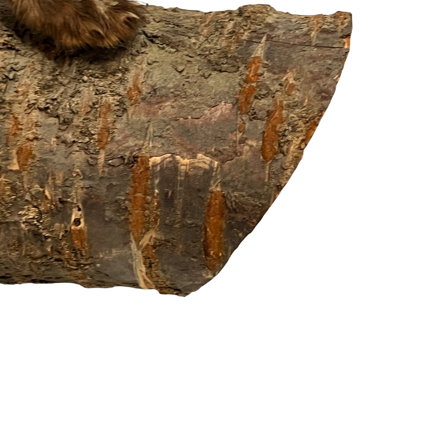 Close-up of a taxidermy small stoat-like animal against a white background.