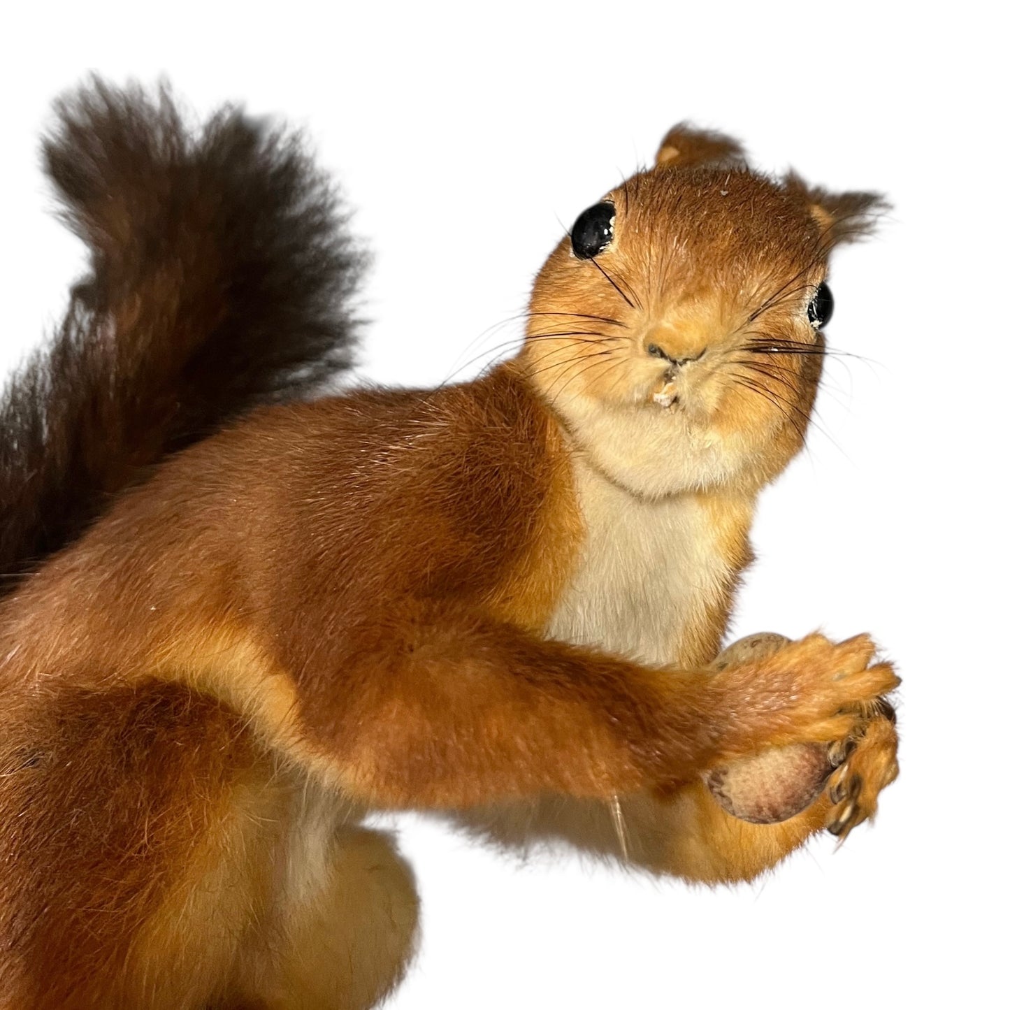 Stuffed squirrel on a white background