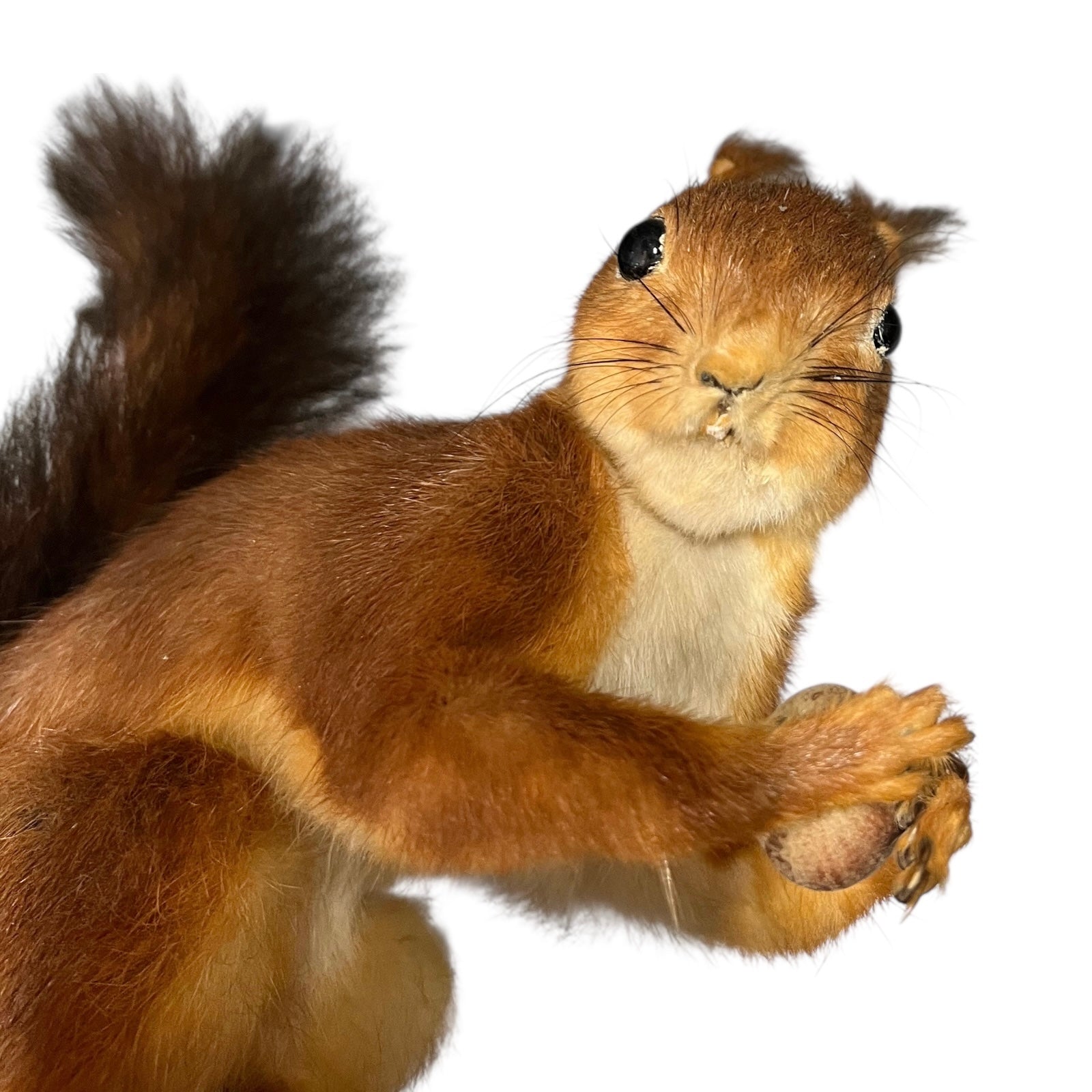 Stuffed squirrel on a white background