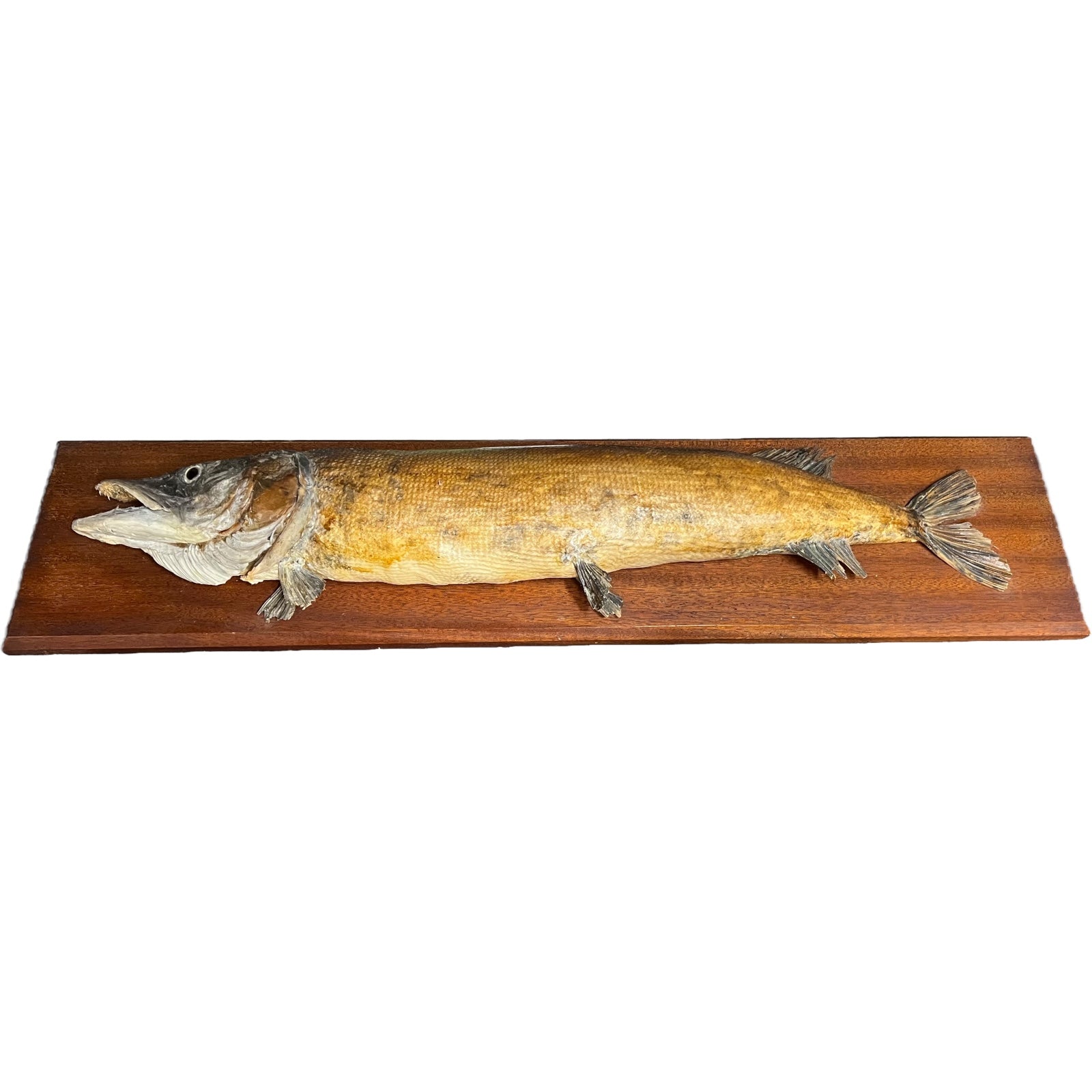 Vintage Taxidermy Fish, Large French Mounted Full Body Stuffed Pike