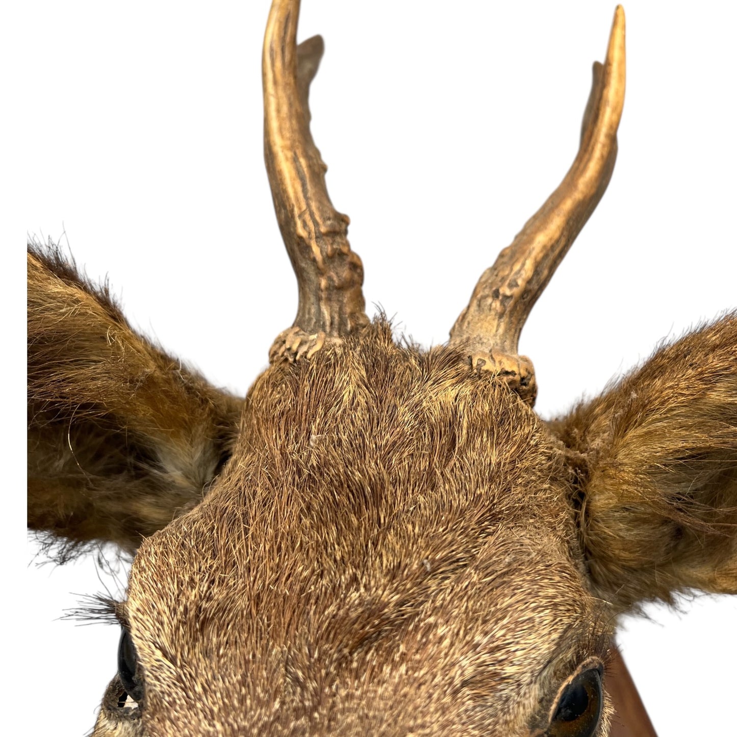 Close-up of a deer head with large antlers on a white background
