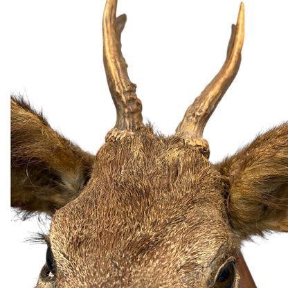 Close-up of a deer head with large antlers on a white background