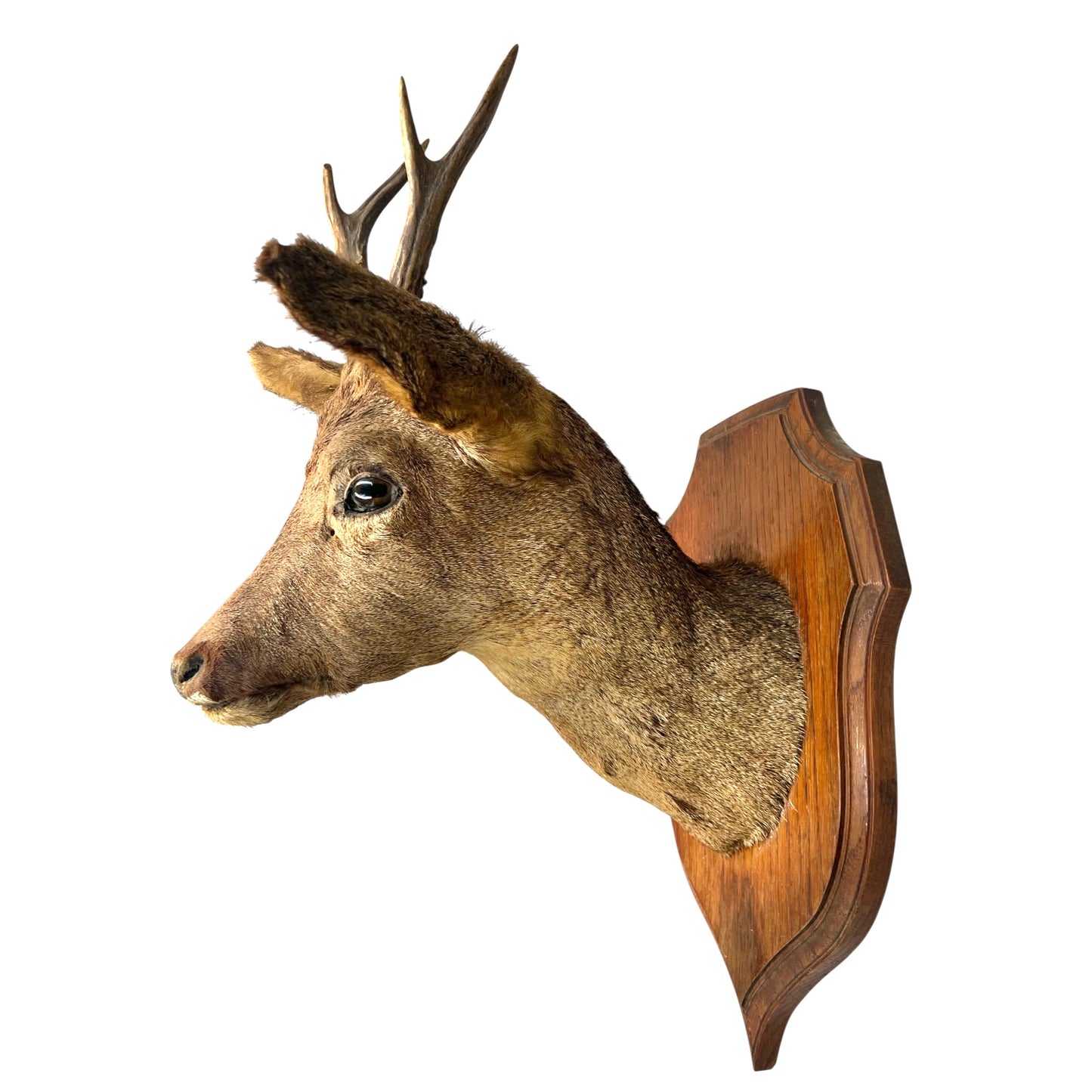 Taxidermy deer head mounted on a wooden plaque against a white background