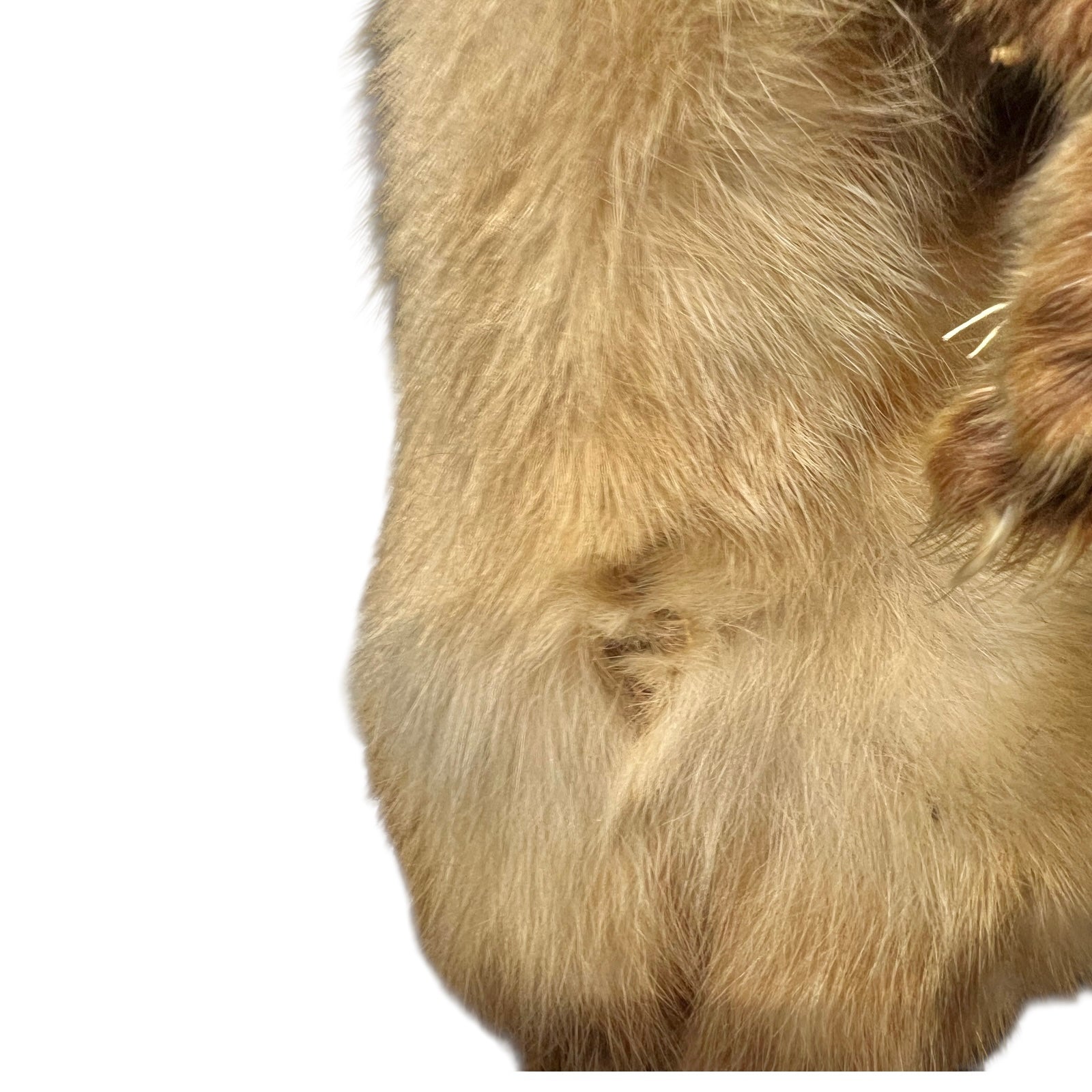 Close-up of a pine marten on a white background