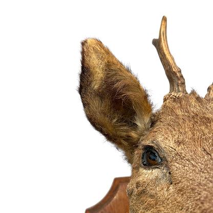Close-up of a deer head with antlers on a white background