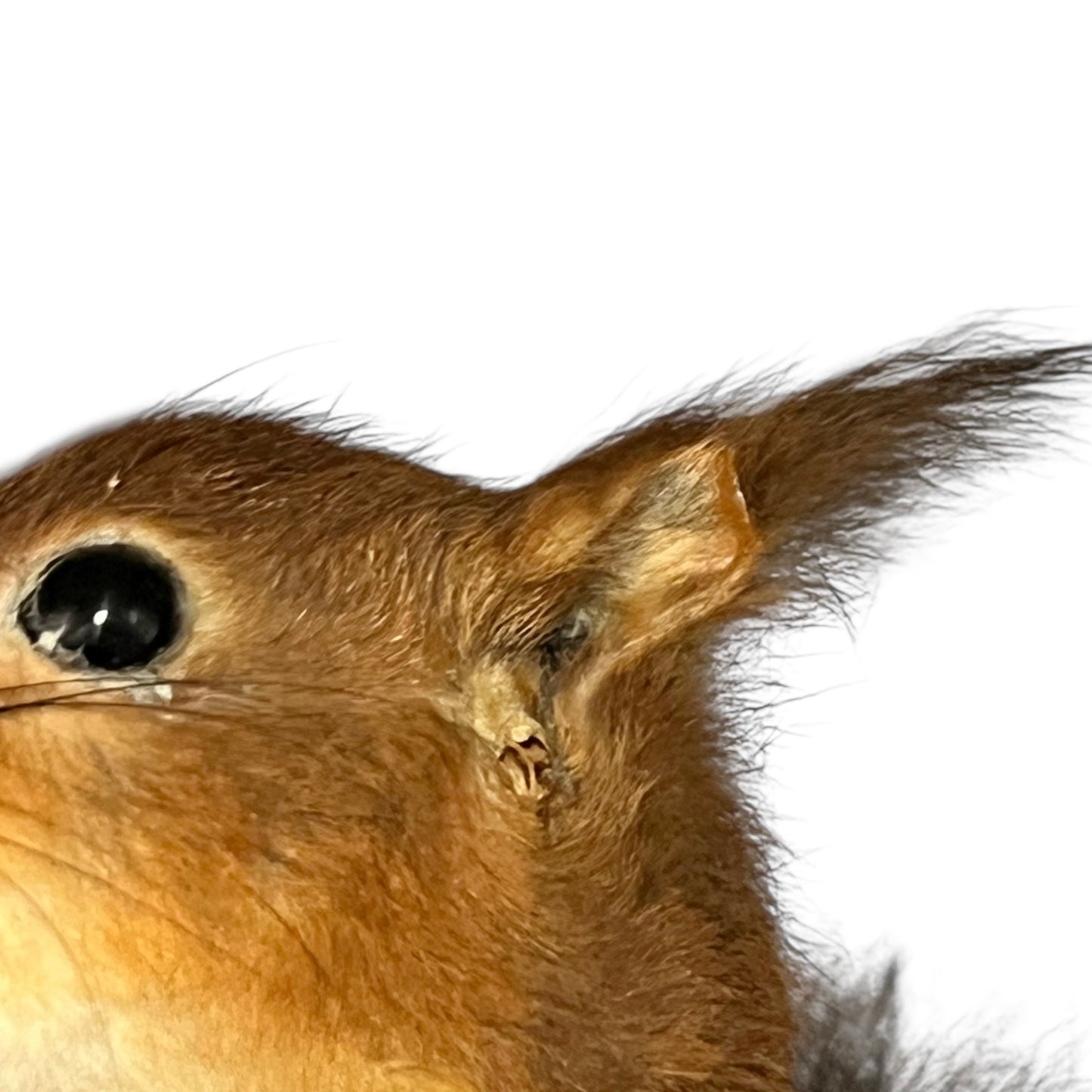 Close-up of a red squirrel's face on a white background