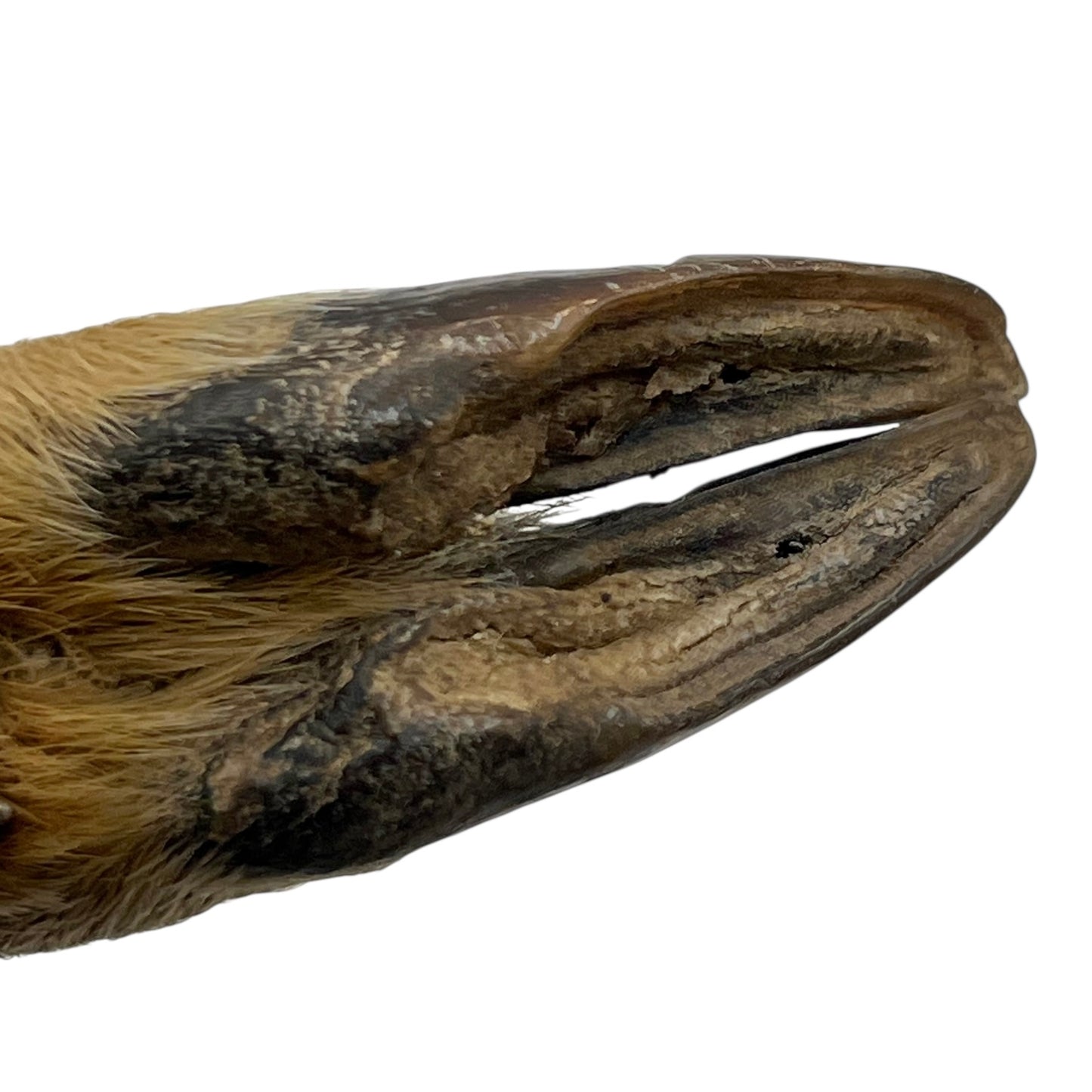 Close-up of a deer hoof on a white background
