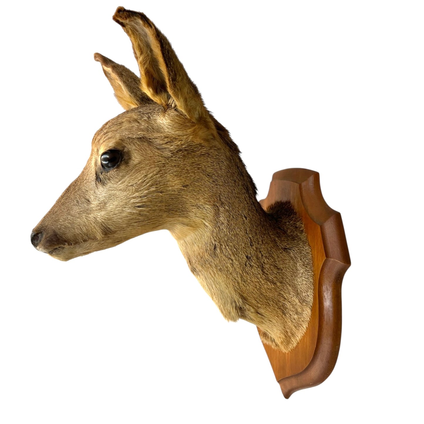 Taxidermy deer head mounted on a wooden plaque against a white background