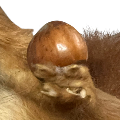 Close-up of a red squirrel on a white background