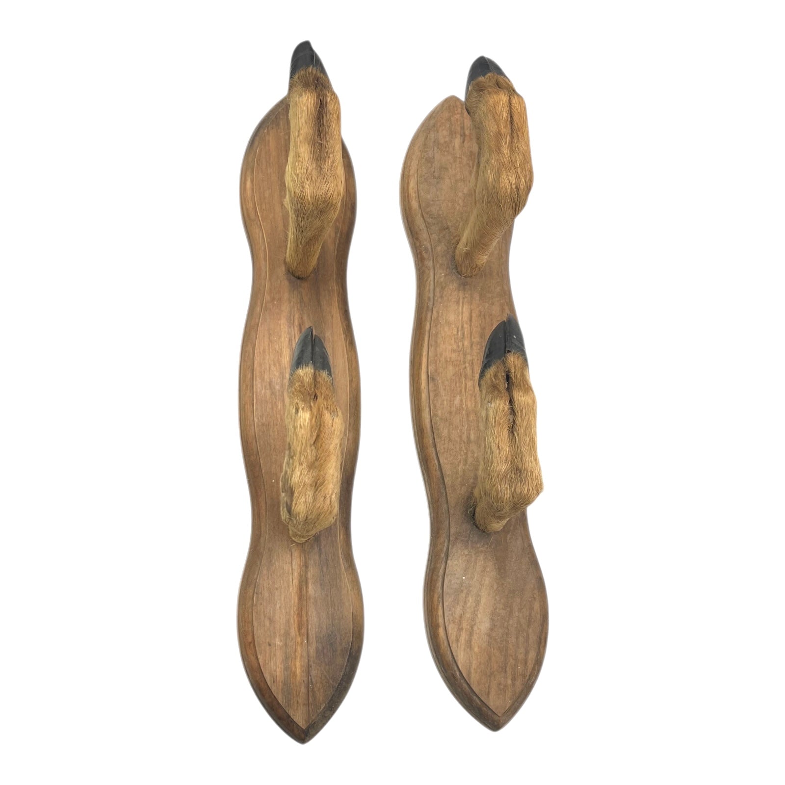 Pair of deer hoof coat hooks on a wooden mount on a white background